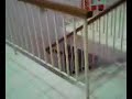 DANCE MACHI DANCE