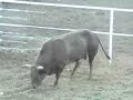 Cody Nite Rodeo