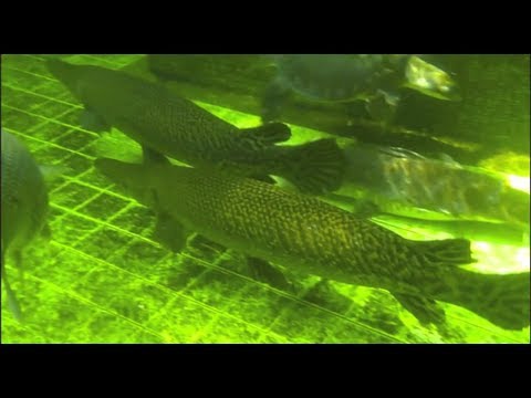 how to care alligator gar