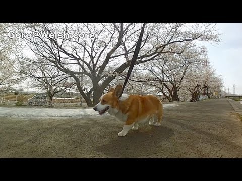 cherry car cherry car