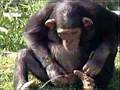 Never Kiss a Monkey