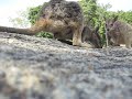 granit gorge - wallabies