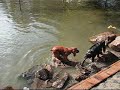 English Cocker Spaniels Swimming and Retrieving