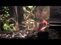 DIY betta tank setup
