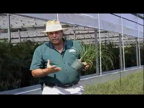 how to transplant elephant foot palm