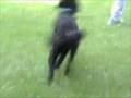 Caniche video
