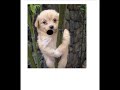 Hammy the Singing Dog! Hammy the Singing Dog!