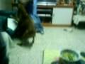 videos de MOV01500