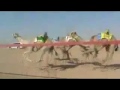 ناقة النصر تفوز بالسباق.. ومعلق إماراتي: العالمية صعبة قوية -Views : 0