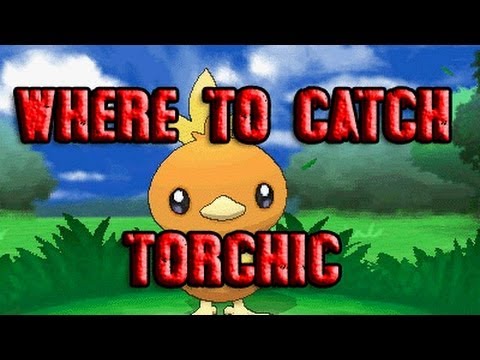 how to collect torchic in pokemon y