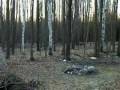 Deer Eating My Cedar Brush