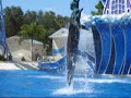 Dolphin Show Dolphin Show