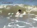 Ahora asta las ratas surfean