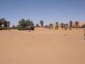 La fauna autóctona del desierto del Sahara!!