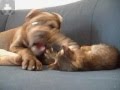Asia - Cane Corso: IL FILM