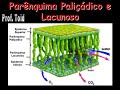 Biologia: Bot�nica - Histologia Vegetal 01b (Prof. Toid)