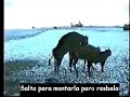 Vaca pendeja