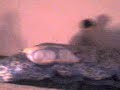 Corre pablo. Pers�guelo maxi