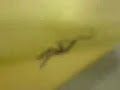 Adventures of stick man Adventures of stick man
