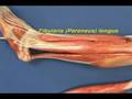 videos de Leg Model - Leg - Lateral Compartment
