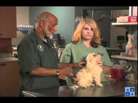 how to administer insulin