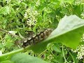 Black Yellow Spiky Caterpillar