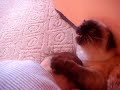 Bianca-Cosmina-si-pi