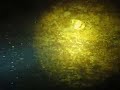 diving � rivi�re montmorency