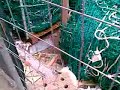 Suciedad en el nuevo ayuntamiento de Alcorcón