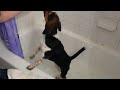 MY PUPPY TAKING A BATH