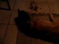Kitten vs. Hund II.