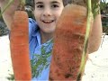 Stunt Ara: The Carrot Showdown
