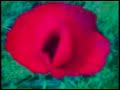 Lales -matriarchal pudenda (video art)