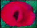 Lales -matriarchal pudenda (video art)