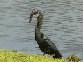 anhinga feeding anhinga feeding