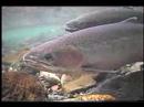 Steelhead Reflections Steelhead Reflections