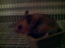 My Hamster, Dookie!!! My Hamster, Dookie!!!