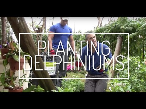 how to grow delphinium