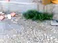 Mecauen en Araceli!