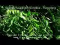 Neem - Azadirachta indica - Flowering Neem - Azadirachta indica - Flowering