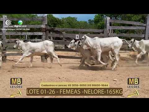 523 LEILO VIRTUAL MB LEILES