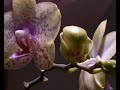 Blooming Phalaenopsis Blooming Phalaenopsis