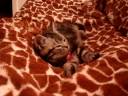 let me sleep let me sleep