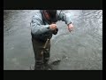 Catching and Releasing Trout On Waitahanui River Catching and Releasing Trout On Waitahanui River