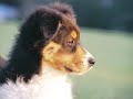 Australian Shepherds