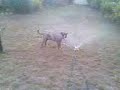 hannah and the sprinkler