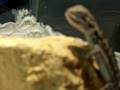 videos de Baby Beardie eating a cricket.