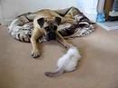 bullmastiff