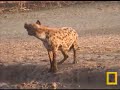 spotted hyena