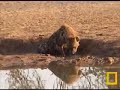 Spotted Hyena